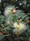 Syzygium australe Pinnacle