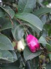 Syzygium australe Pinnacle