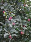 Syzygium australe Pinnacle