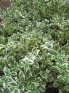 Euonymus fortunei radicans Variegatus