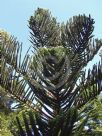 Araucaria montana