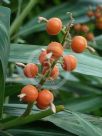 Alpinia calcarata