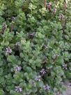 Plectranthus ornatus