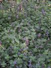 Plectranthus ornatus