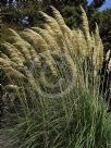 Austroderia splendens