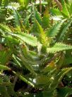 Aloe Aries