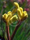 Anigozanthos Bush Bonanza