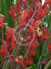 Anigozanthos Bush Fury