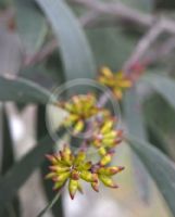 Eucalyptus copulans