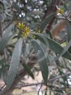 Eucalyptus copulans