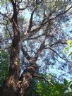 Eucalyptus sideroxylon Rosea