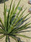 Agave difformis