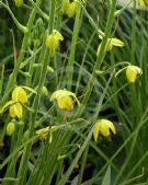 Albuca tenuifolia