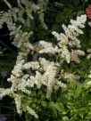 Astilbe Deutschland