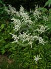 Astilbe Sprite