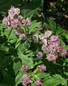 Astrantia major Rosea