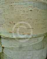 Betula utilis jacquemontii