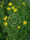 Coreopsis verticillata Grandiflora