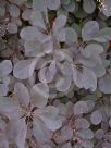 Cotinus coggygria Notcutt's Variety