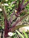 Eucomis comosa Sparkling Burgundy