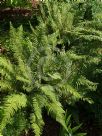 Polystichum setiferum Divisilobum Group