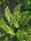 Polystichum setiferum Foliosum Group