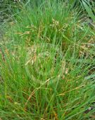 Agrostis vinealis