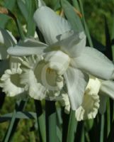 Narcissus Division 1 White Dream