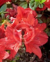 Rhododendron Kurume Hybrid Scarlet Dragon