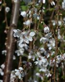 Prunus Snow Fountains