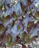 Eucomis comosa (purple-leaved)