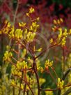 Anigozanthos Yellow Gem