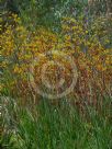 Anigozanthos Yellow Gem