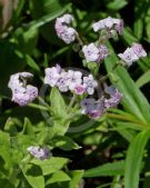 Cynoglossum amabile roseum