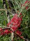 Allocasuarina emuina