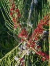 Allocasuarina emuina