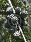 Allocasuarina emuina