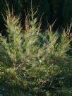 Allocasuarina emuina