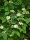 Cornus sanguinea