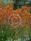 Anigozanthos Bush Ochre