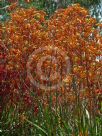 Anigozanthos Bush Ochre