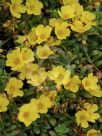 Portulaca Hot Spots