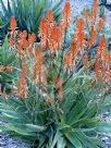 Aloe Copper Shower