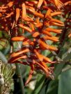 Aloe Outback Orange