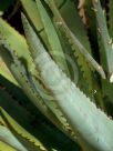 Aloe Southern Cross