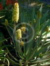 Aloe Southern Cross