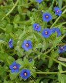 Anagallis arvensis caerulea