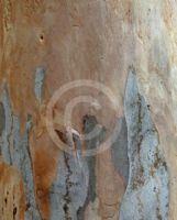 Eucalyptus ornata