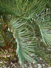 Cycas platyphylla