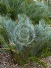 Cycas platyphylla